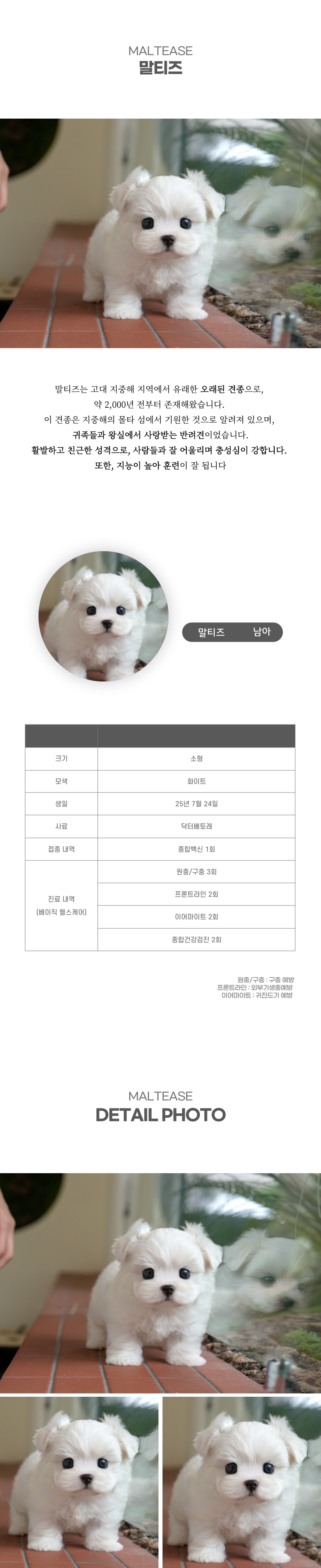 말티즈_상세이미지_2